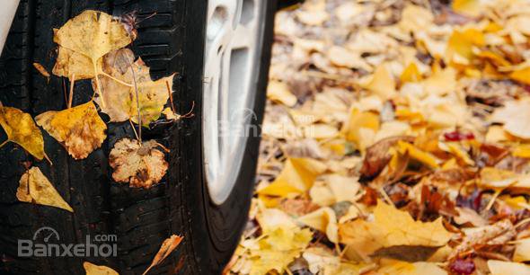 Làm sạch vụn lá cây là cách bảo vệ xe trong mùa thu